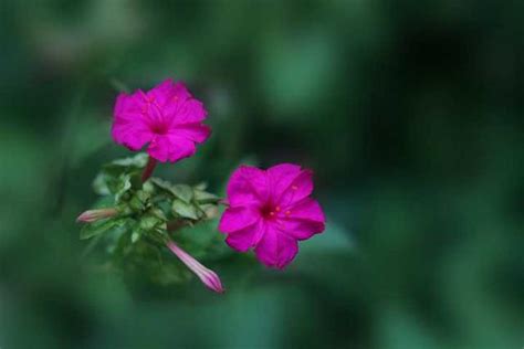 夜來香開花|夜來香